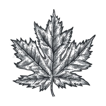 Maple Leaf - Temporary Tattoo