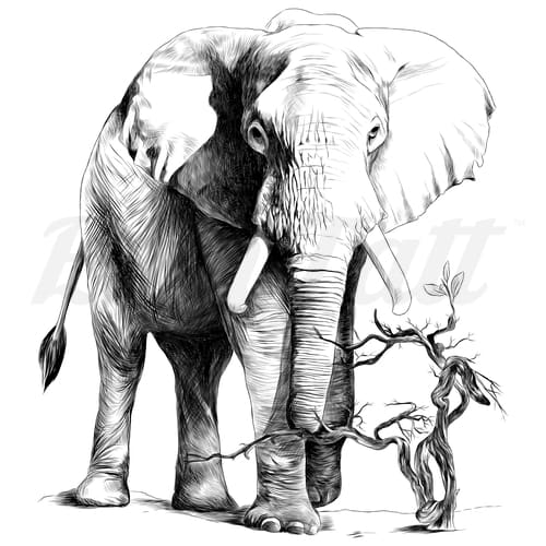 African Elephant - Temporary Tattoo