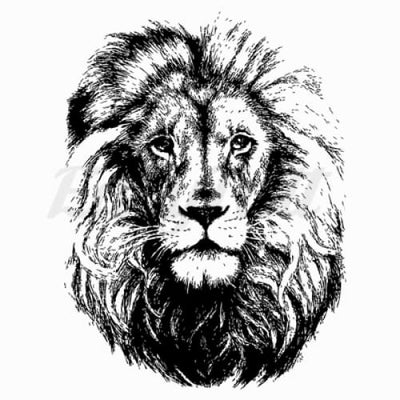 Blackwork Lion - Temporary Tattoo