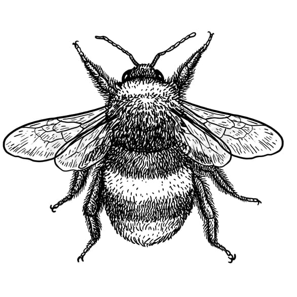 Classic Bee - Temporary Tattoo
