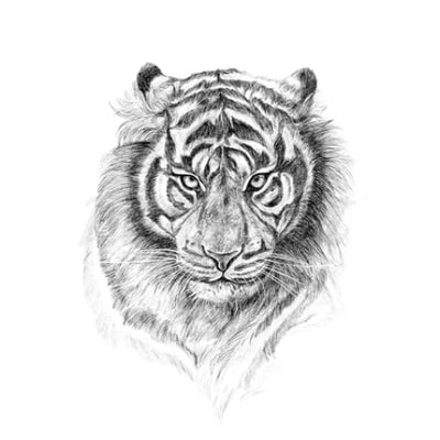 Determined Tiger - Temporary Tattoo