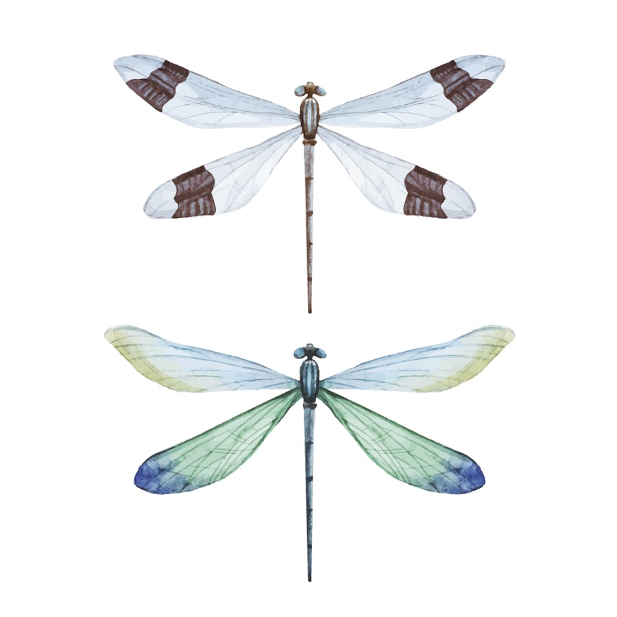 Dragon Flies - Temporary Tattoo