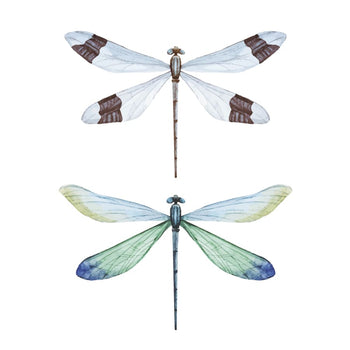 Dragon Flies - Temporary Tattoo