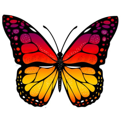 Fire Butterfly - By Jen - Temporary Tattoo