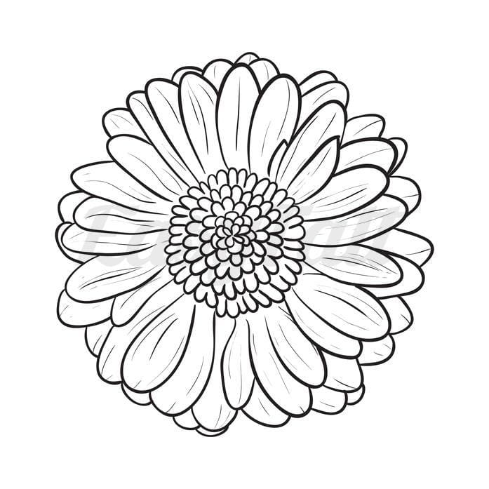 Gerbra Flower - Temporary Tattoo