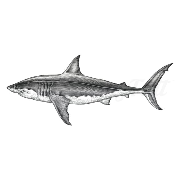 Great White Shark - Temporary Tattoo