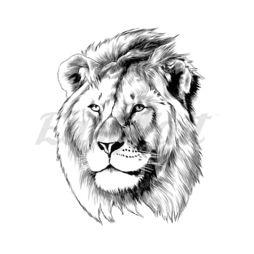 Male Lion Head