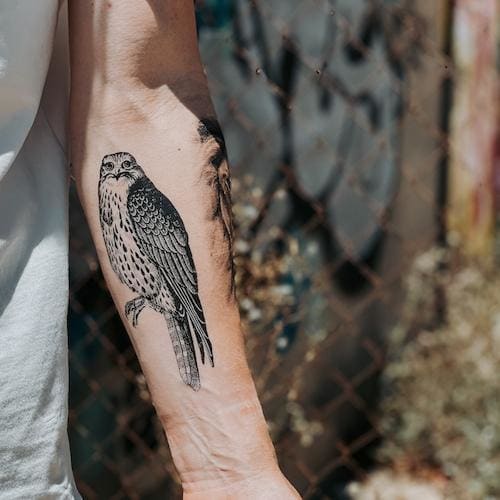 Peregrine Falcon - Temporary Tattoo