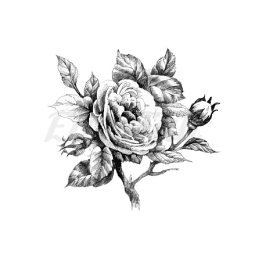 Rose and Buds - Temporary Tattoo