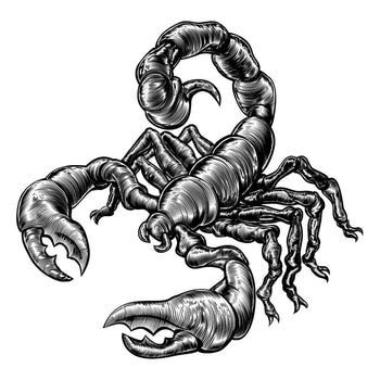 Scorpion - Temporary Tattoo