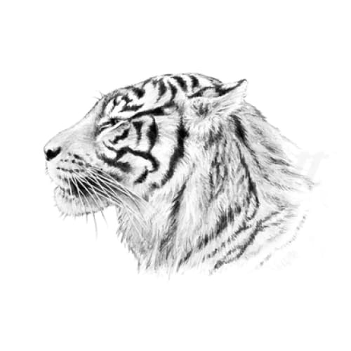 Side Facing Tiger - Temporary Tattoo