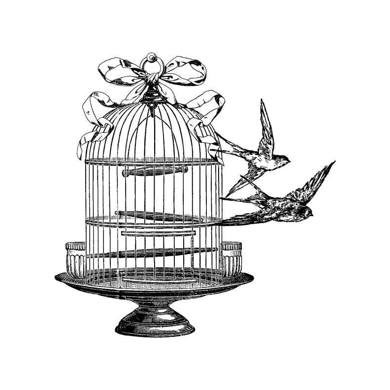 Vintage Birdcage - Temporary Tattoo